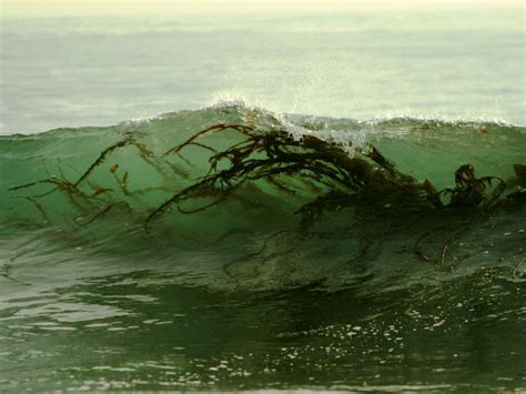Witchcraft seaweed surf forecast